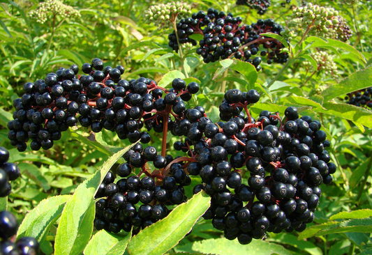 what is elderberry